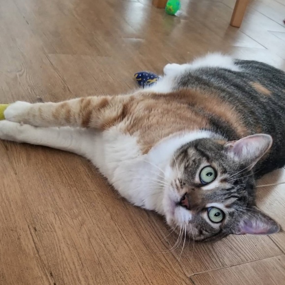 Meet your Posher, Sue - Picture 6 of 8